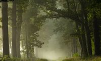 Nebliger Morgen im Wald