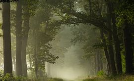 Foggy morning in the forest