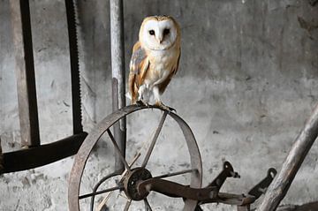 Barn owl by Vrije Vlinder Fotografie