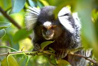 White ear brush focussed