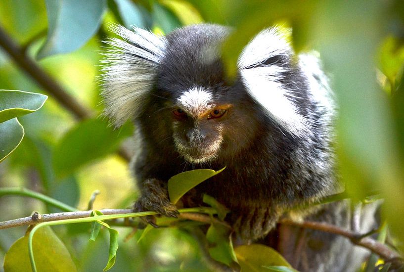 White ear brush focussed by Kevin Wenink