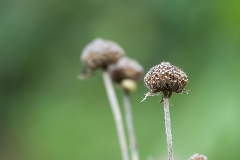 uitgebloeid van Hanneke Bantje