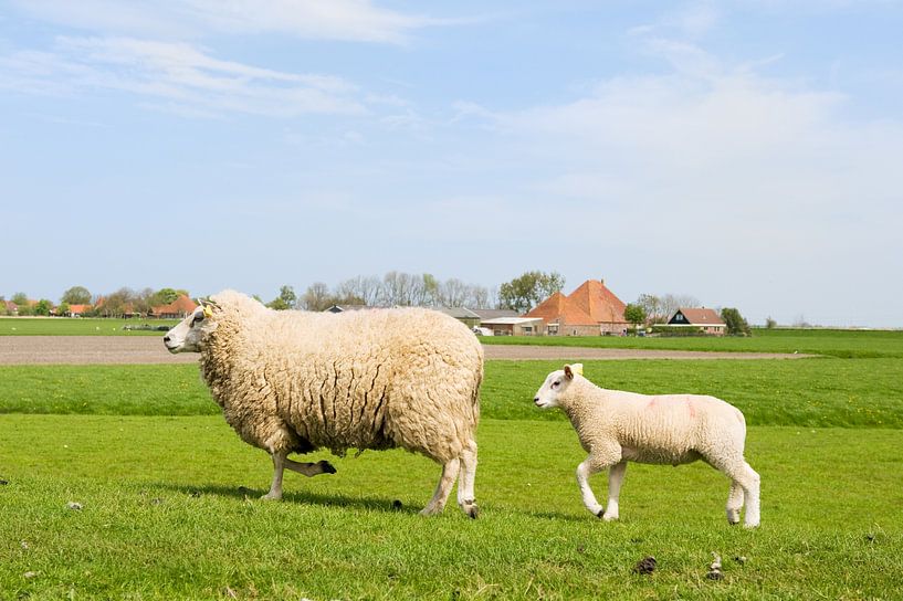 Mouton avec agneau dans le pré par Ivonne Wierink