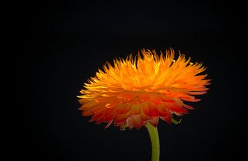 Straw flower Yellow Orange by Johan Verbon