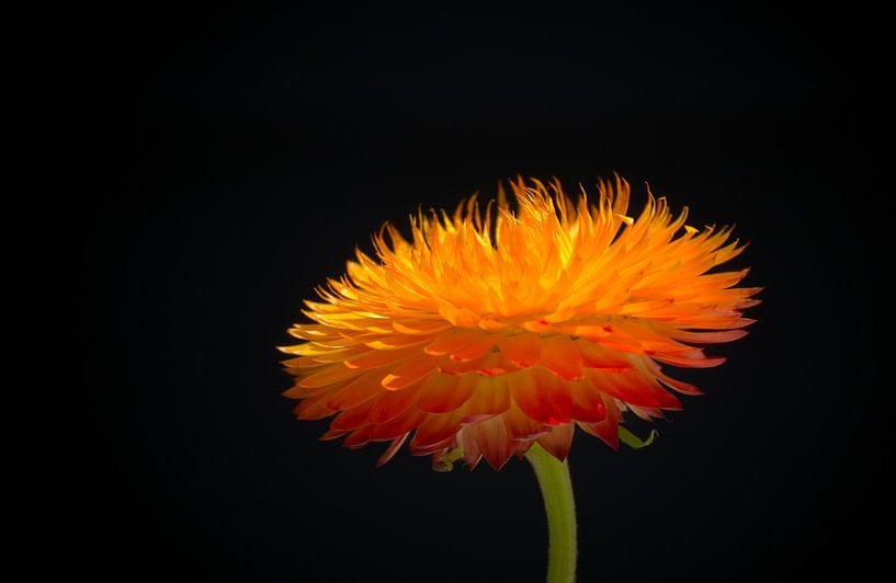 Strohblume Gelb Orange von Johan Verbon