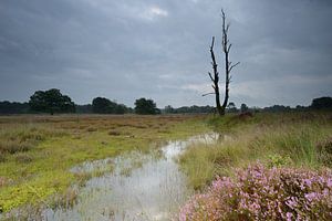 Dreigende lucht boven de bloeiende heide