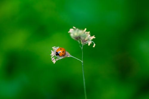Cap on blade of grass