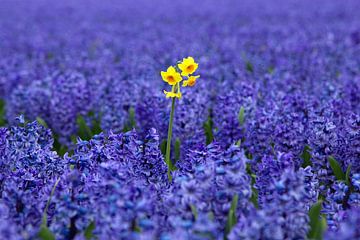 Gelbe Narzisse zwischen violetten Hyazinthen von Discover Dutch Nature