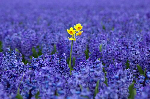 Gele narcis tussen paarse hyacinthen