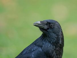 High Resolution PortraIt of a Raven with green Background von Sebastian Czech