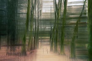 Forêt d'Hemmen partie 10