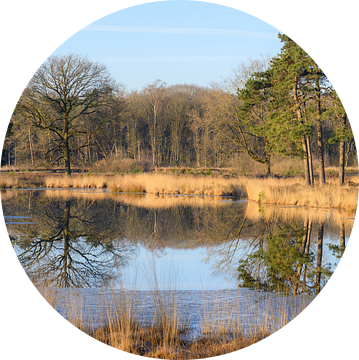 weerspiegeling op de vennen