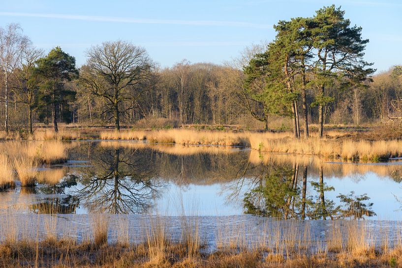 weerspiegeling op de vennen van Tania Perneel