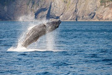 Springende bultrug walvis in Alaska van Menno Schaefer
