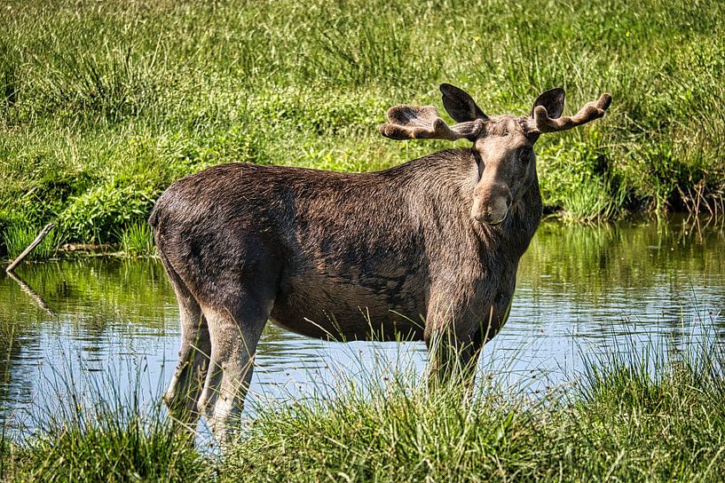 Elanden in de natuur van Zweden van Martin Köbsch