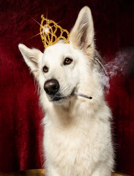 Queen Bitch by natasja noordervliet