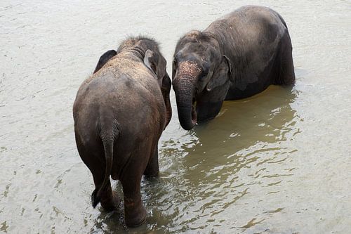 Elephants in Sri Lanka