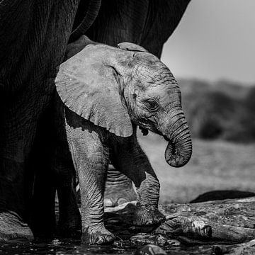 Baby olifant van Omega Fotografie