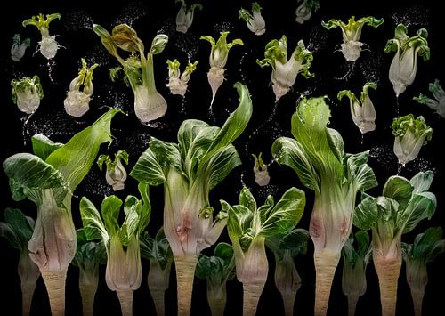 Joy of Pak Choy