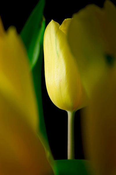 Tulip by Thomas Jäger
