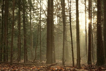 Radinger Sonnenstrahlen 2