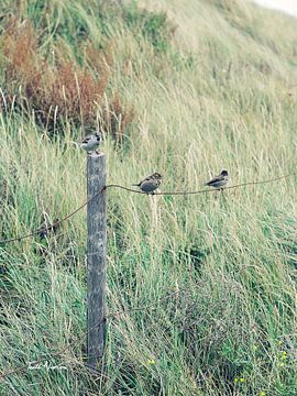 Vogels aan een touw van Txell Alarcon