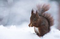 Squirrel in the snow von Mark Zanderink Miniaturansicht