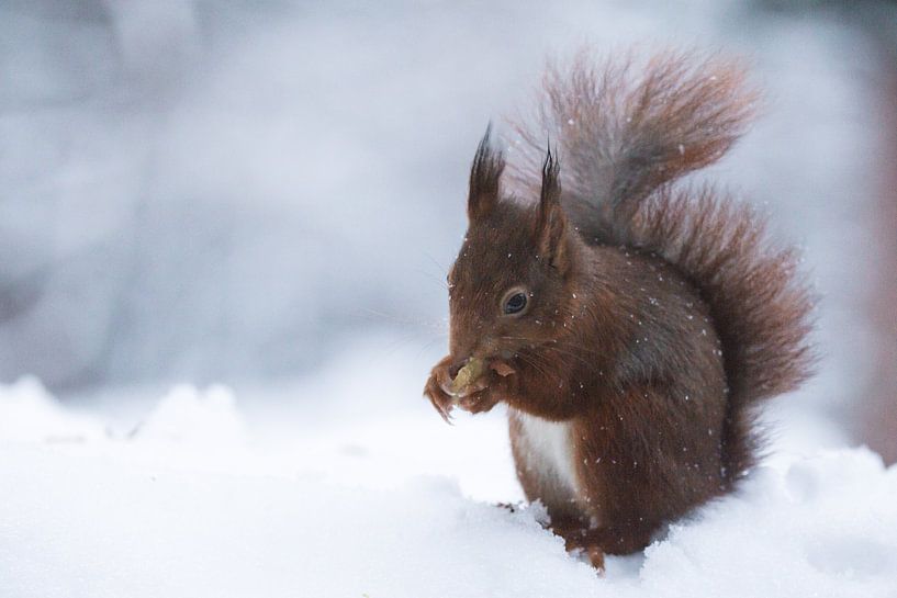 Squirrel in the snow von Mark Zanderink