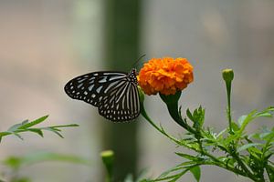 Schwarzer und weißer Schmetterling auf orangefarbener Blüte