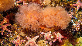 Anémones plumeuses et étoiles de mer à marée basse