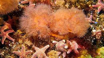 Plumose Anemones And Starfish At Low Tide
