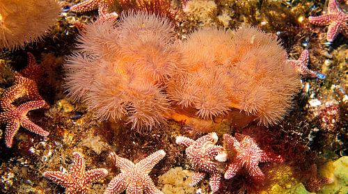 Fiederanemonen und Seesterne bei Ebbe
