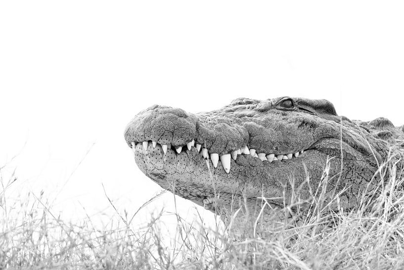 Big Smile! by Beate Schwippert
