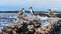 Blauwvoet Jan van Gendt vogels op Galapagos eilanden van Patrick Lauwers thumbnail