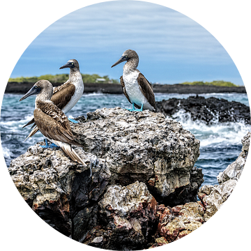 Blauwvoet Jan van Gendt vogels op Galapagos eilanden van Patrick Lauwers