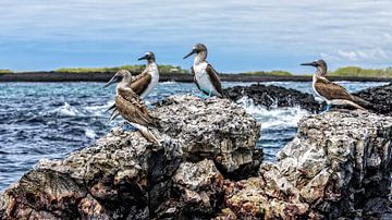 Blauwvoet Jan van Gendt vogels op Galapagos eilanden van Patrick Lauwers
