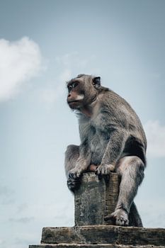 Affe schaut von einer Tempelsäule auf den Ozean