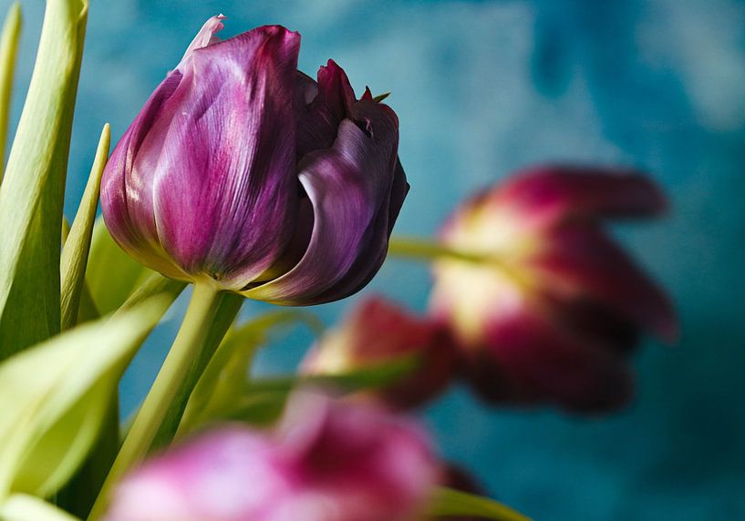 Colourful tulips by Dennis van de Graaf Photography