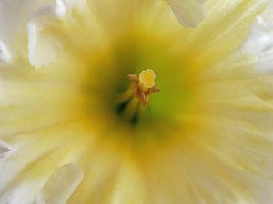 Narcis 05