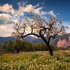 Blühende Mandelbäume Spanien-Landschaft von Peter Bolman