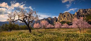 Spain landscape with blooming trees