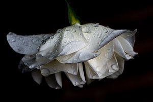 weiße Rose