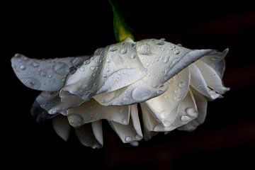 Witte roos van Ingrid Aanen