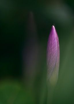 Lente in aankomst van Marloes van Pareren