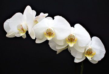 Orchidée sur Bert Kottier