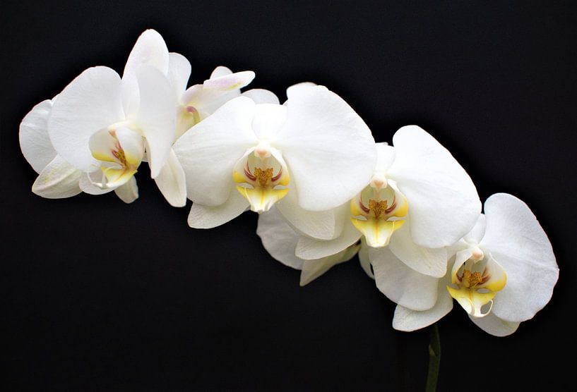 Orchidee von Bert Kottier