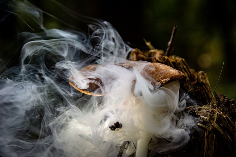 Nature mushrooms by Johnny Flash
