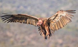 Vale gier / Griffon vulture van Pascal De Munck