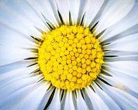 margrietje