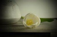 Tulip next to a vase white background